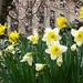 Daffodils Daffodils by khawbecker