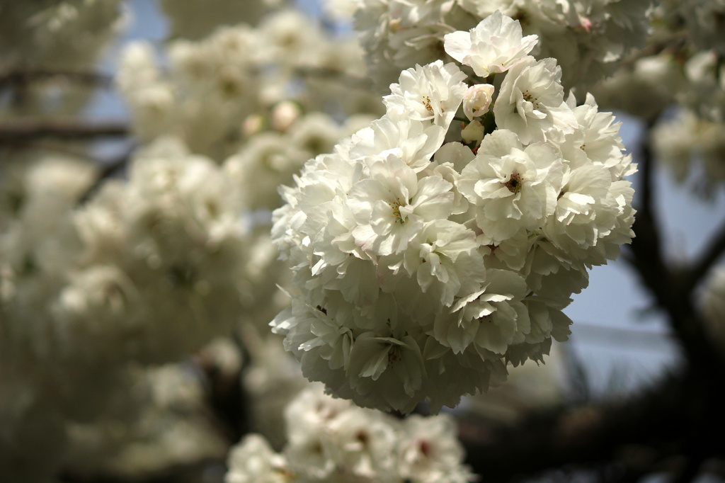 Bouquet by nanderson