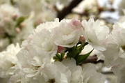 1st Apr 2014 - Blossoms