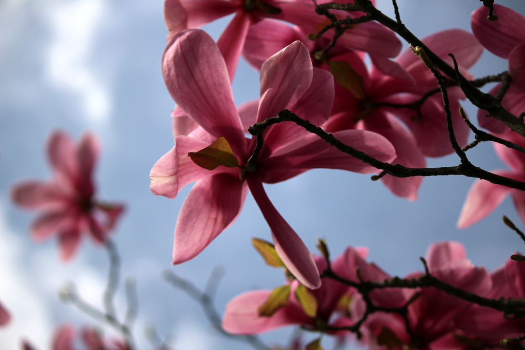 Reaching for the Sun by nanderson