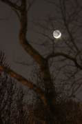 1st Apr 2014 - Crescent Moon