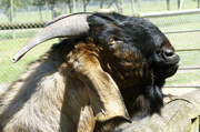 2nd Apr 2014 - Billy Goat Gruff