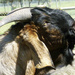 Billy Goat Gruff by onewing