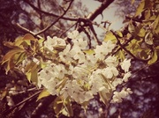 2nd Apr 2014 - The obligatory blossom shot :D