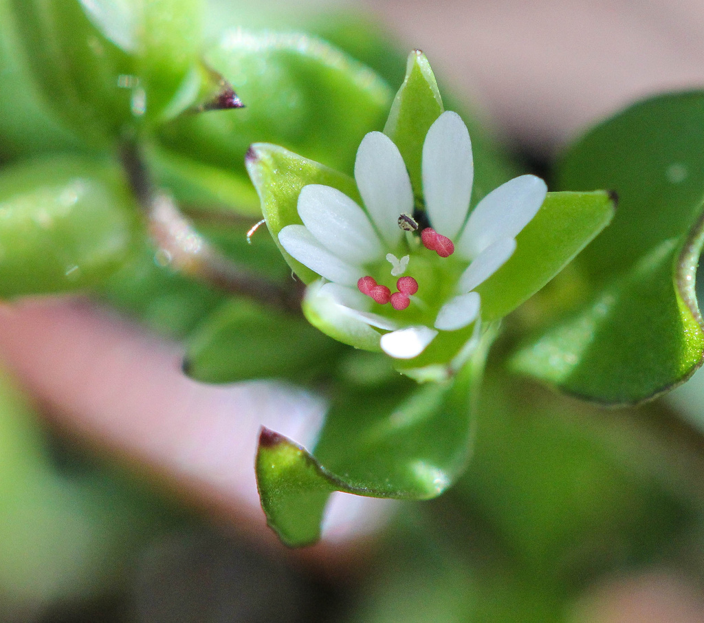 Teeny Tiny White Weed by tara11