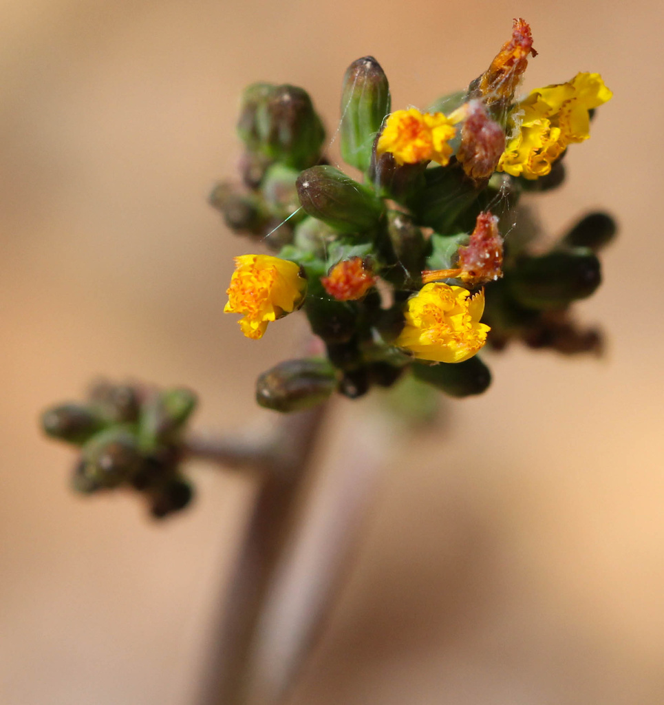 Yellow weed by tara11