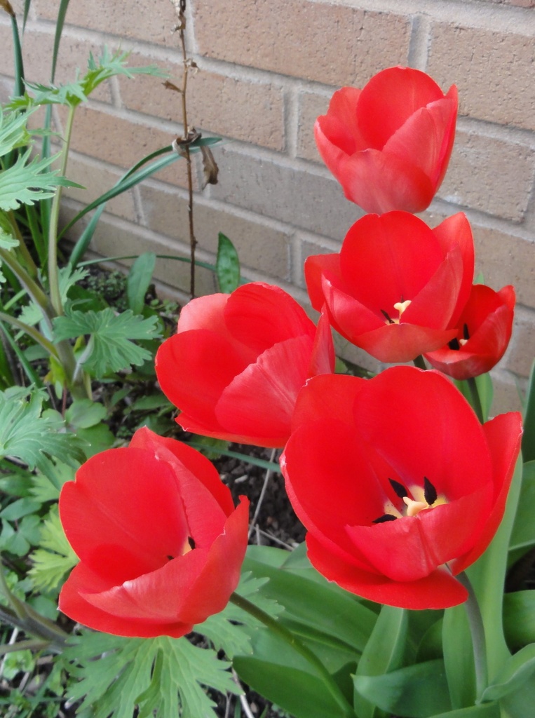 Tulips in the garden  by beryl