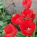 Tulips in the garden  by beryl