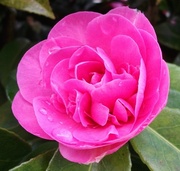 2nd Apr 2014 - Camellia