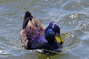 2nd Apr 2014 - A Purple Duck??