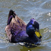 A Purple Duck?? by milaniet