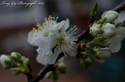 2nd Apr 2014 - Flower Of the Plum