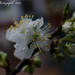 Flower Of the Plum by tonygig