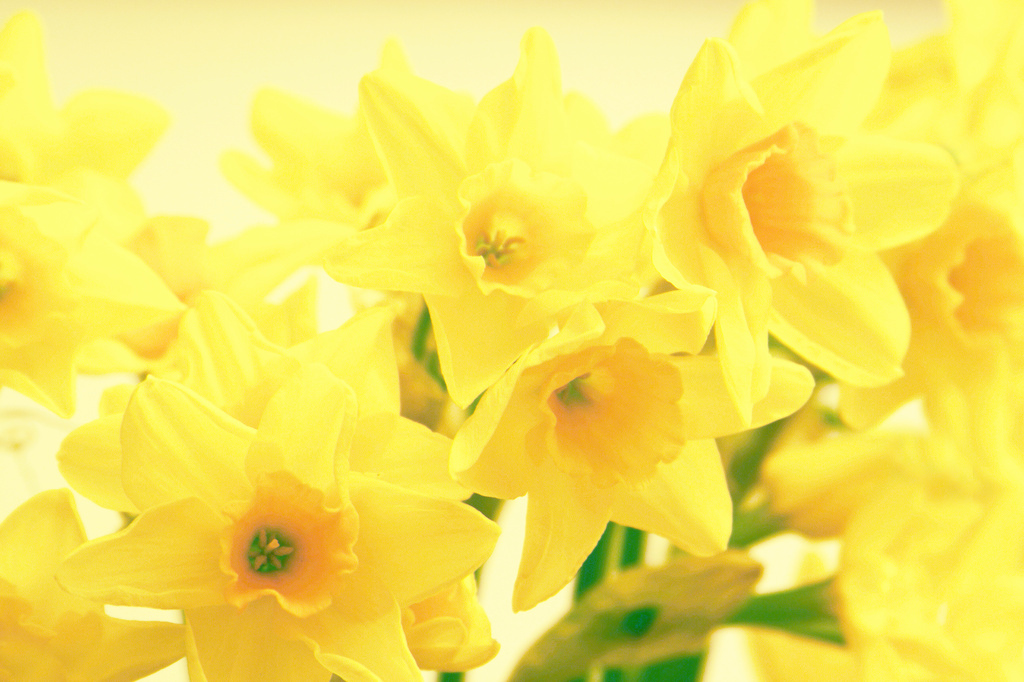 A host of golden daffodils by angelar