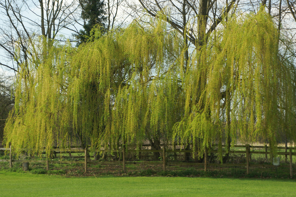 Weeping Willow Tree by pcoulson