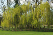 1st Apr 2014 - Weeping Willow Tree