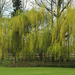 Weeping Willow Tree by pcoulson