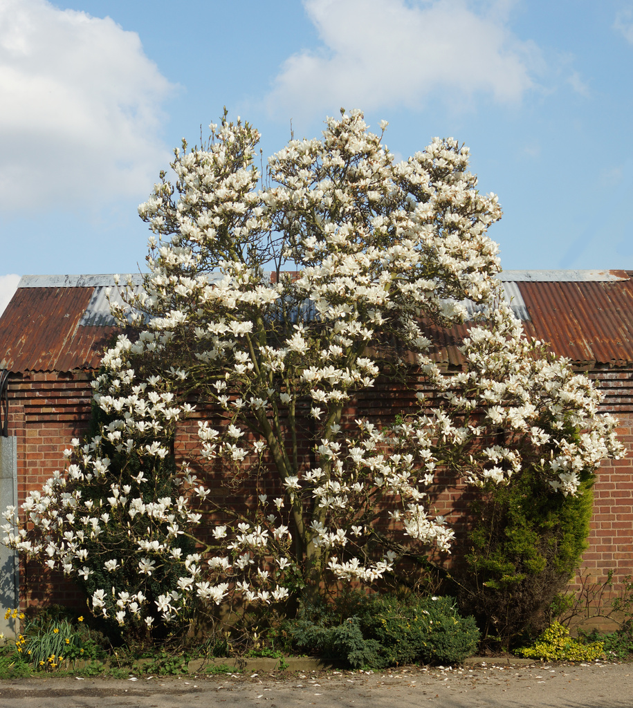 Magnolia Tree by pcoulson