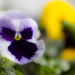 pansy by aecasey