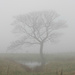 Ramshaw Tree in April by roachling