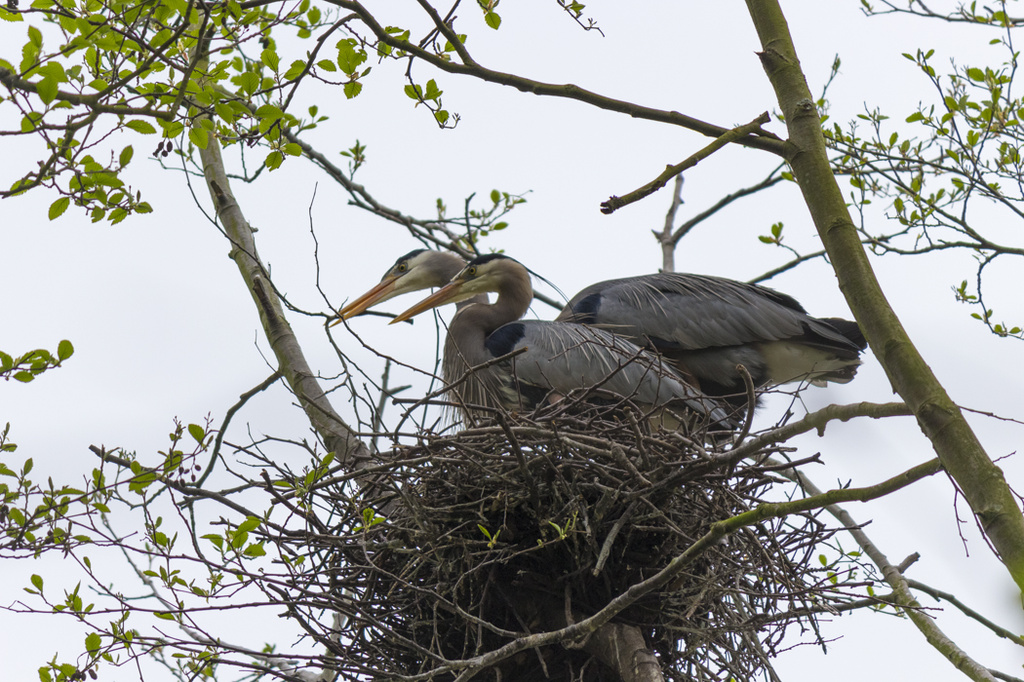Blue herons nesting by princessleia