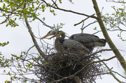 2nd Apr 2014 - Blue herons nesting
