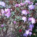 Azalea just coming into flower by jennymdennis