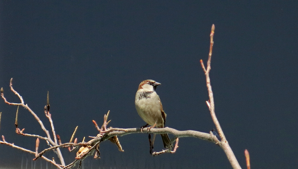 Refectory sparrow by corktownmum