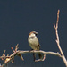 Refectory sparrow by corktownmum