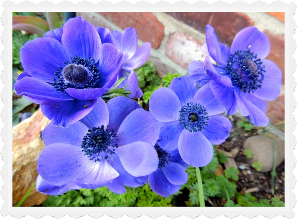 Anemones by allie912