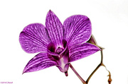 2nd Apr 2014 - High Key Orchid