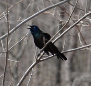 2nd Apr 2014 - Common Grackle calling