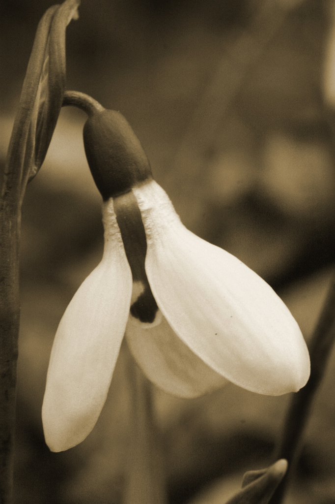 Sepia Snowdrop by mzzhope