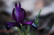 2nd Apr 2014 - Tiny Iris