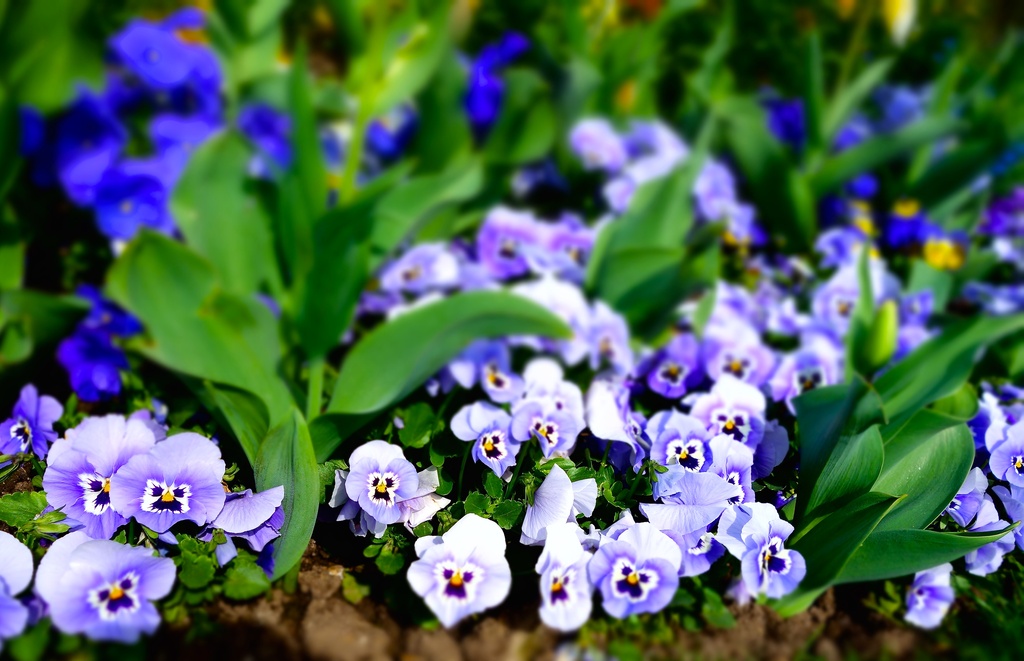Spring purple flowers by cocobella