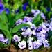 Spring purple flowers by cocobella