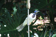 3rd Apr 2014 - Blue faced Honeyeater - flip side