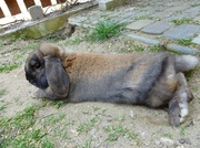 3rd Apr 2014 - Who said that rabbits can't take a rest...