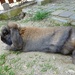 Who said that rabbits can't take a rest... by gabis