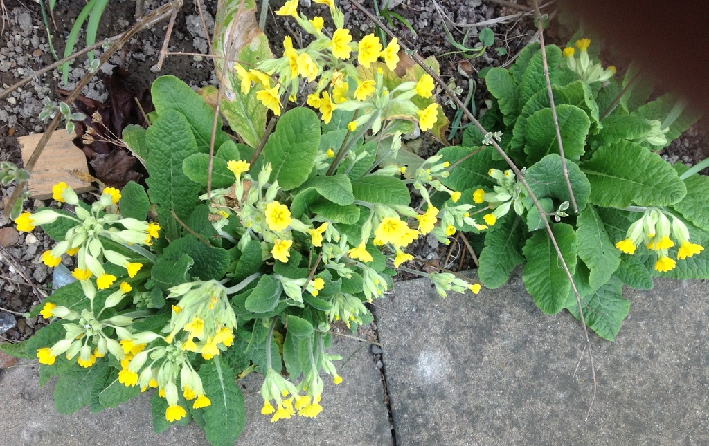 Cowslips by foxes37
