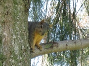27th Jan 2010 - A squirrel watches us from above