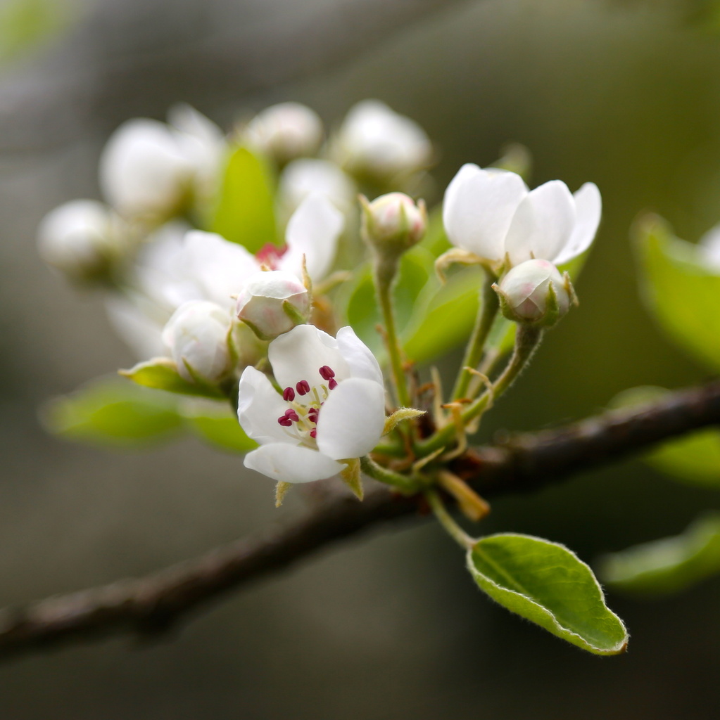 Pear Blossom by padlock