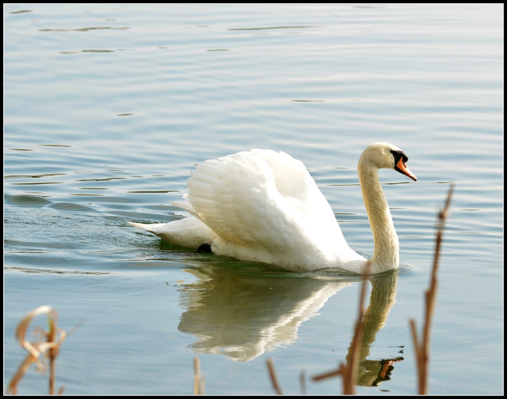 Swan song by rosiekind