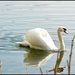 Swan song by rosiekind