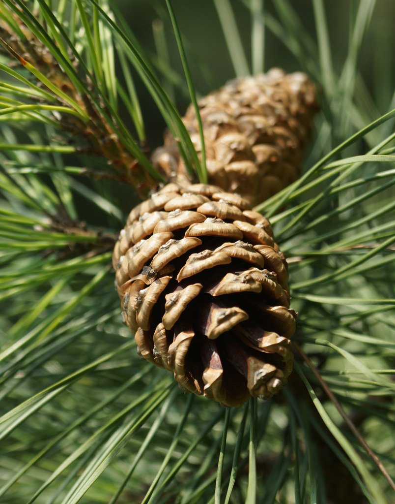 Pine Cone by pcoulson