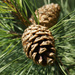 Pine Cone by pcoulson