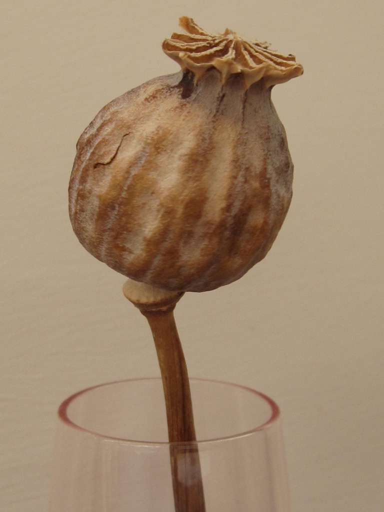 poppy in a vase by mariadarby
