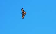 2nd Apr 2014 - Red Kite amended  it's a Buzzard