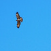Red Kite amended  it's a Buzzard by sjc88