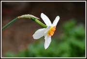 3rd Apr 2014 -  Narcissus